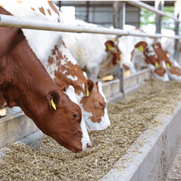 whitehen profile image